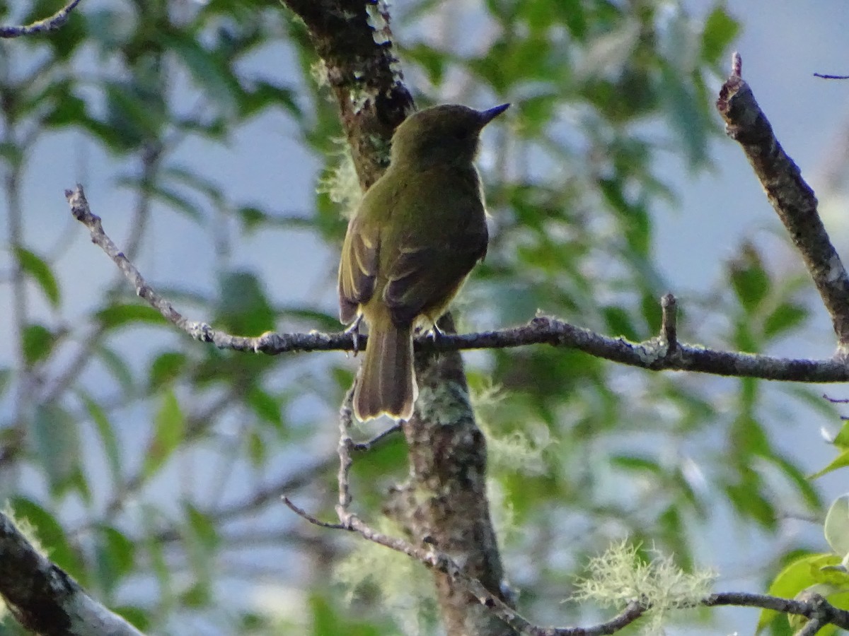 Ochre-bellied Flycatcher - ML125886821