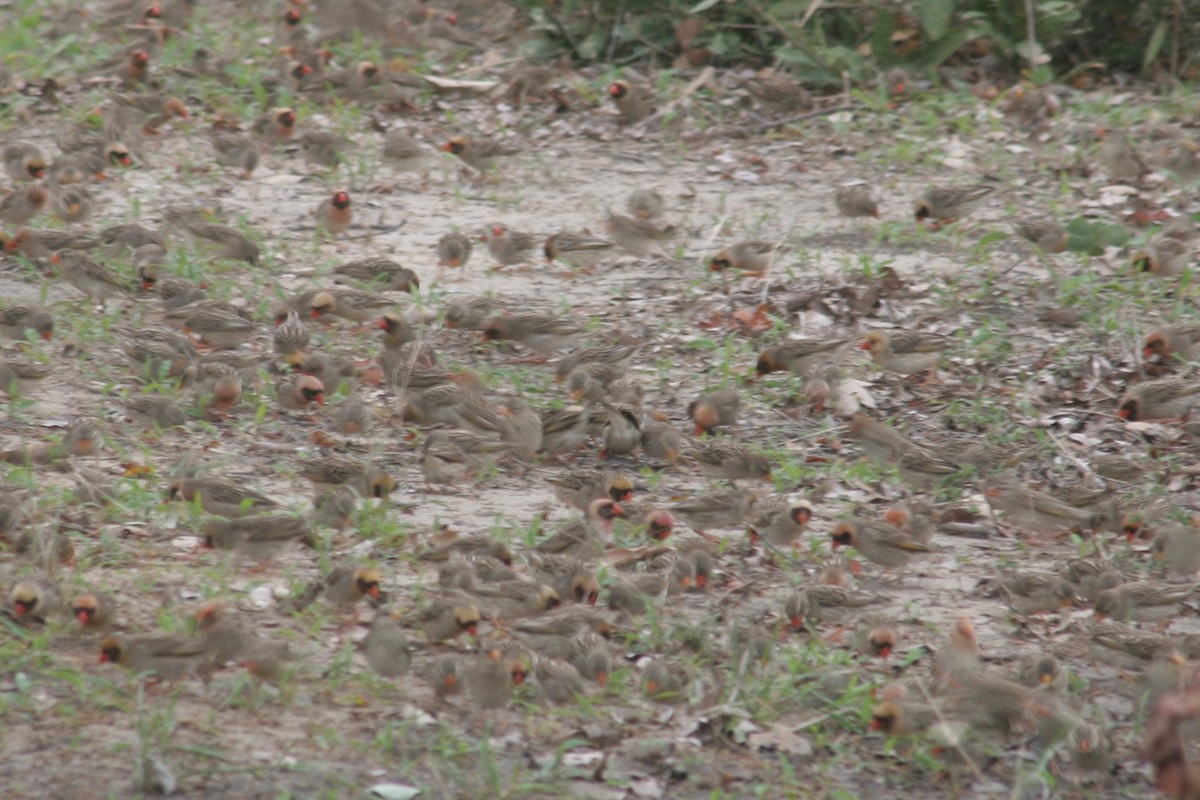 Red-billed Quelea - ML125886841