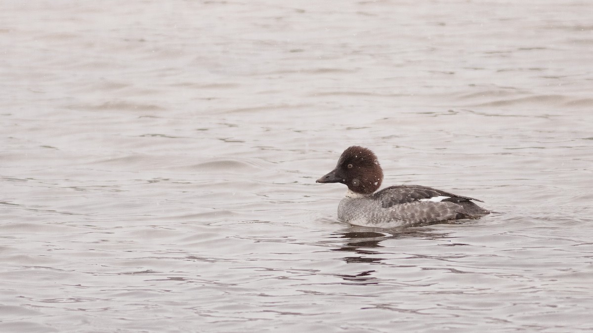 hohol severní - ML125886891