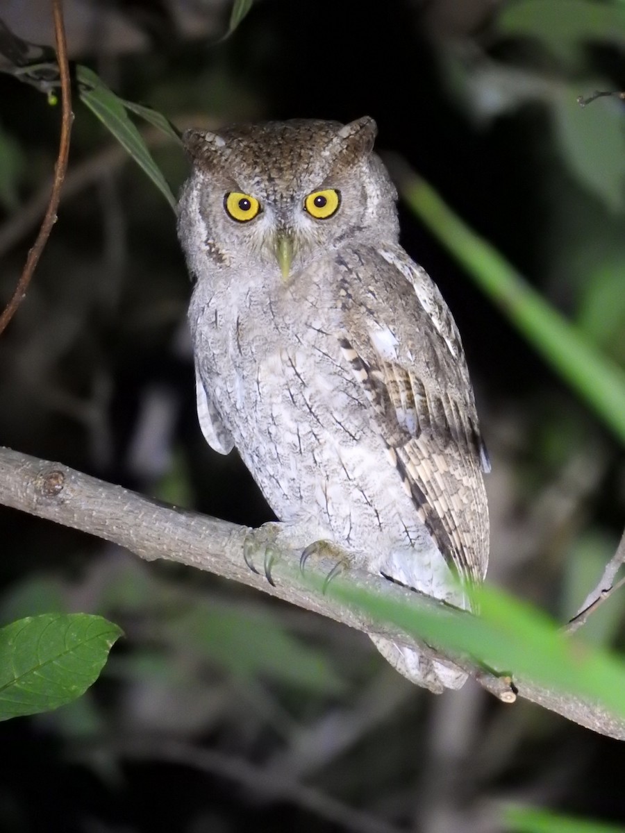 Pacific Screech-Owl - ML125887391