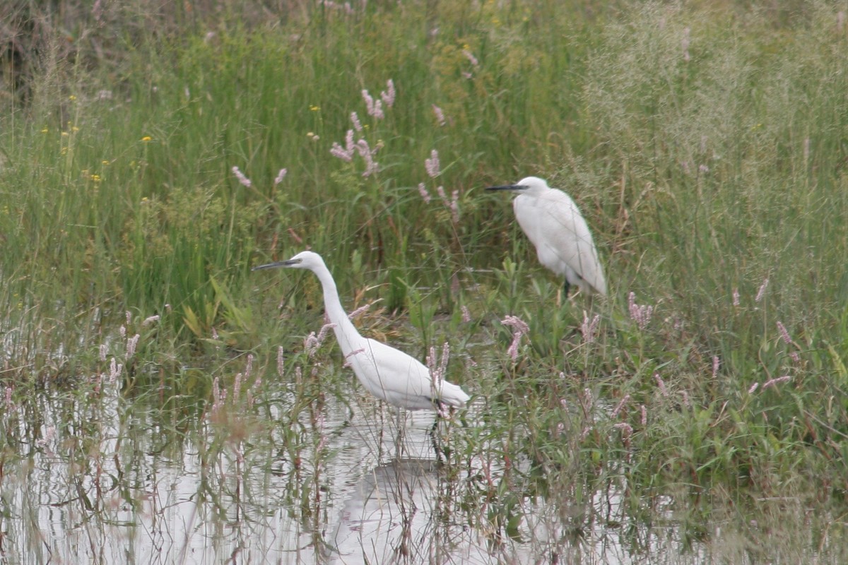 Little Egret - ML125887541