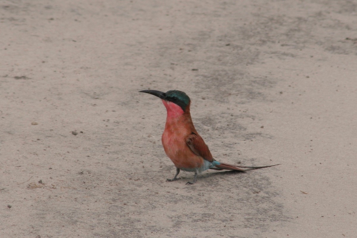 Southern Carmine Bee-eater - ML125887611