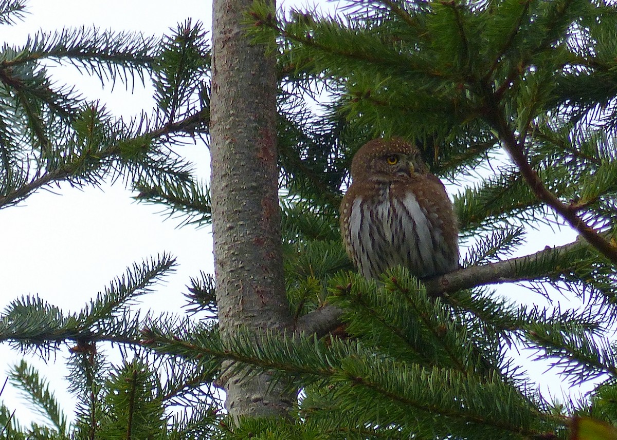 Northern Pygmy-Owl - Rob Fowler