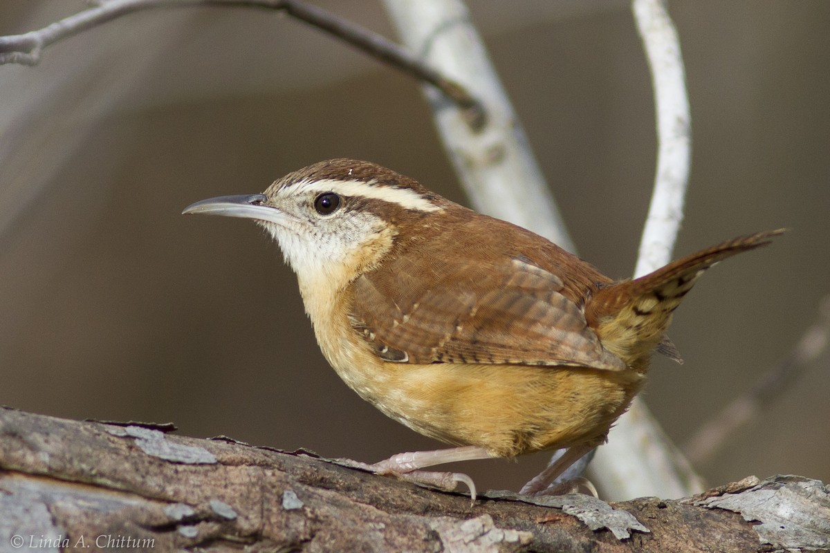 Carolina Wren - ML125888101