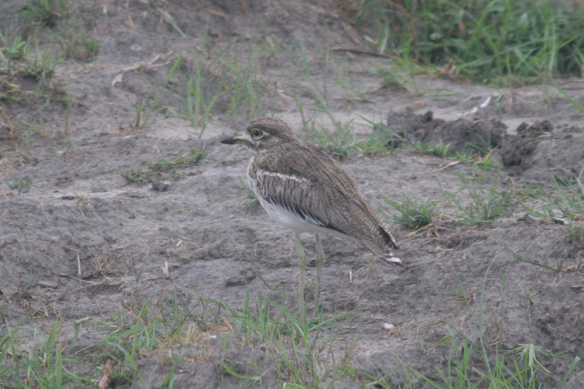 Water Thick-knee - ML125888741