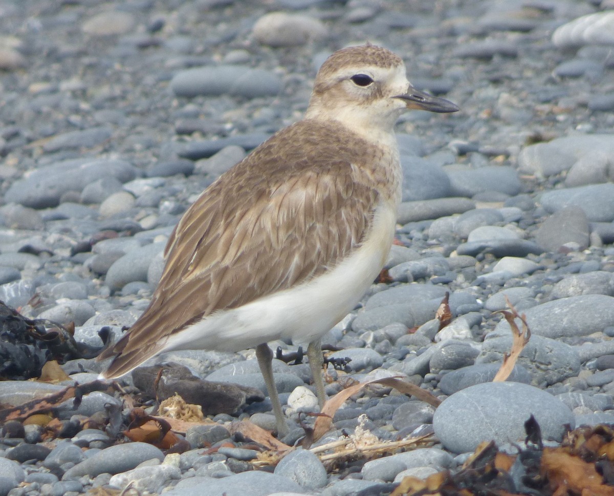 Chorlito Maorí de Isla Sur - ML125888801