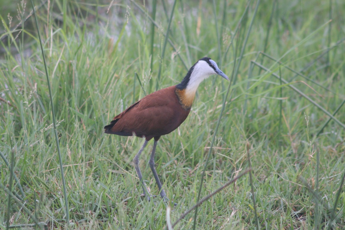 Jacana Africana - ML125888841