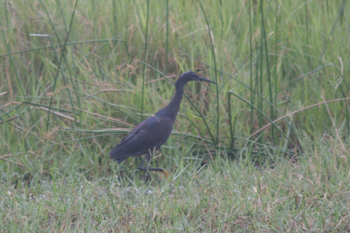 Black Heron - ML125888881