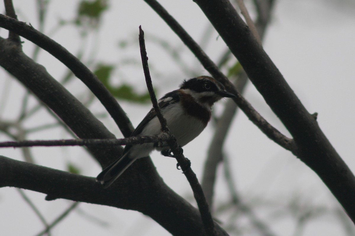 Chinspot Batis - ML125888951