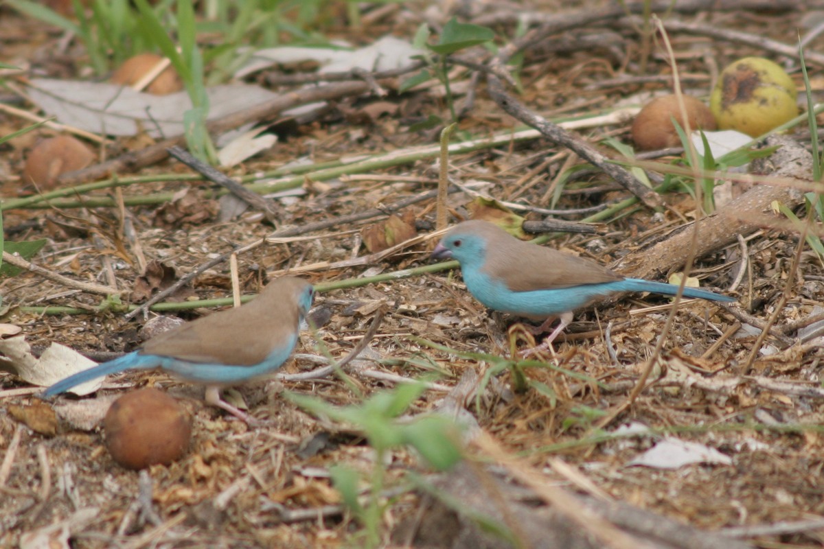 Azulito Angoleño - ML125889021