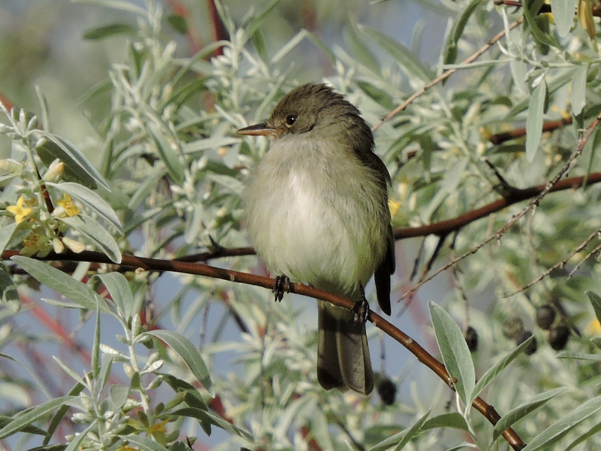 Willow Flycatcher - ML125890741