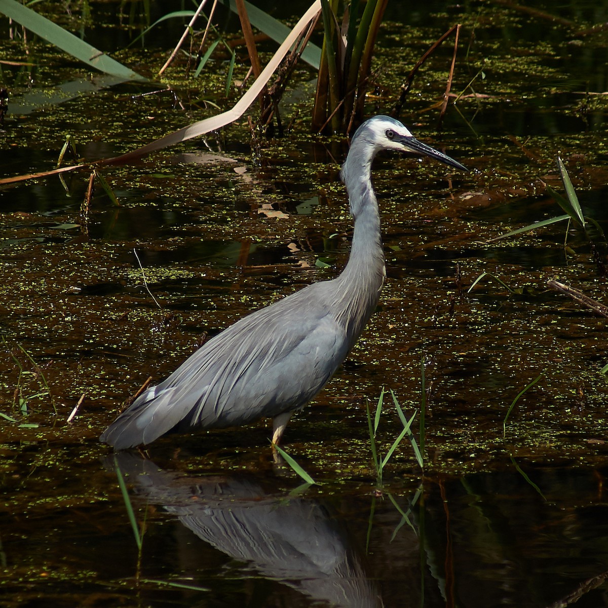 White-faced Heron - ML125892361