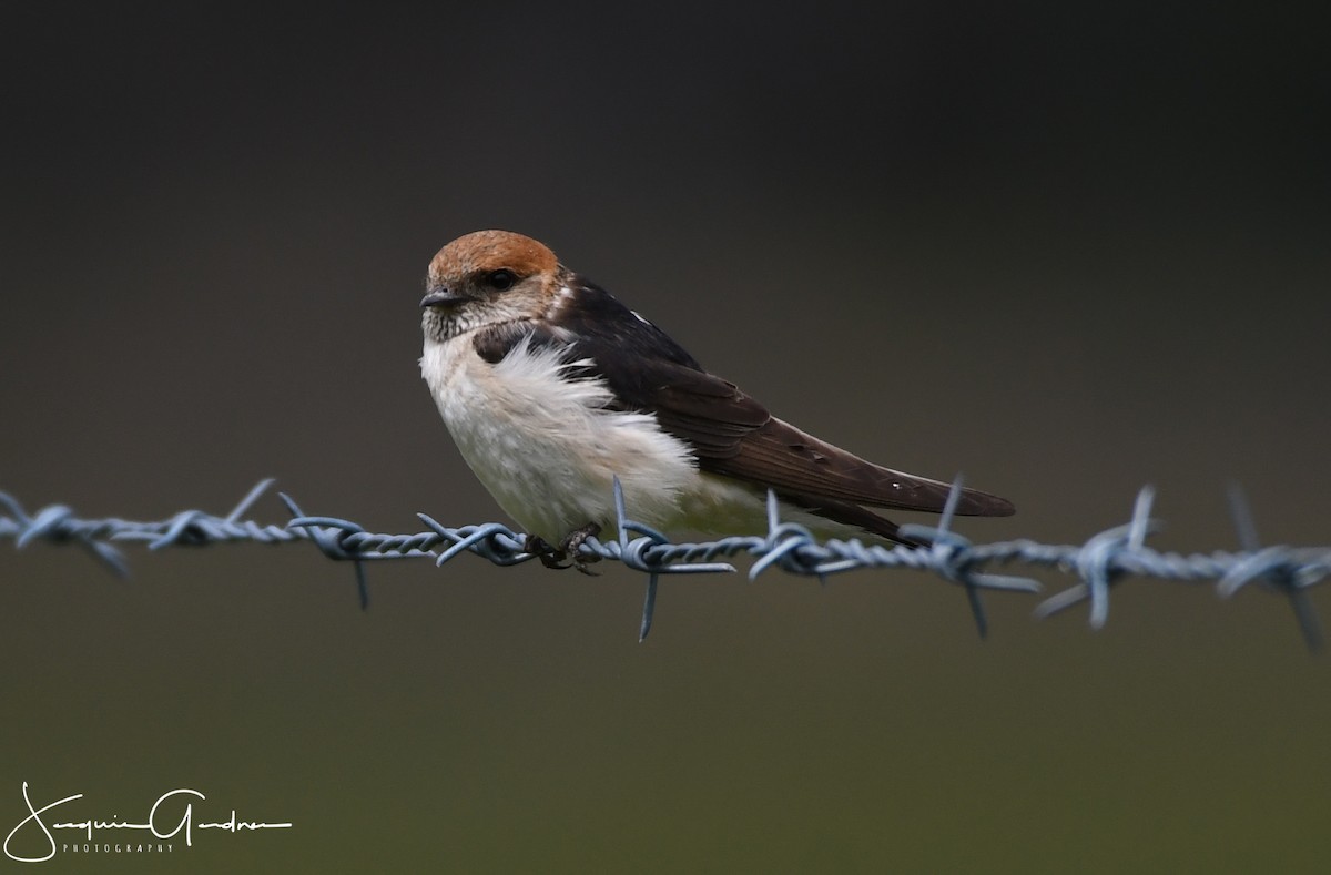 Golondrina Ariel - ML125892841