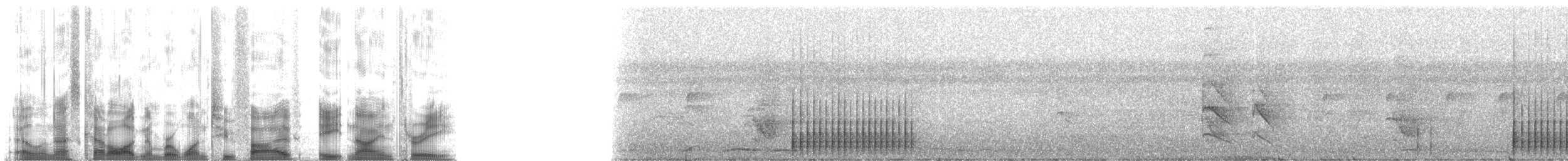 new world piculet sp. - ML125893