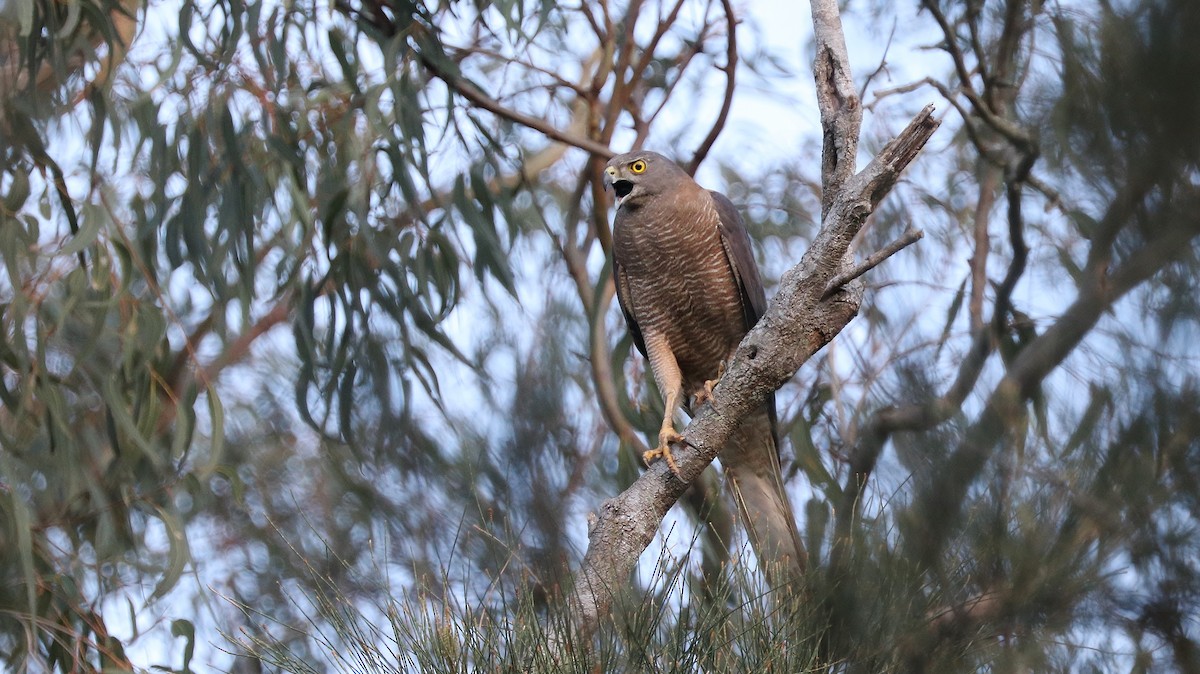 Brown Goshawk - Rick Franks