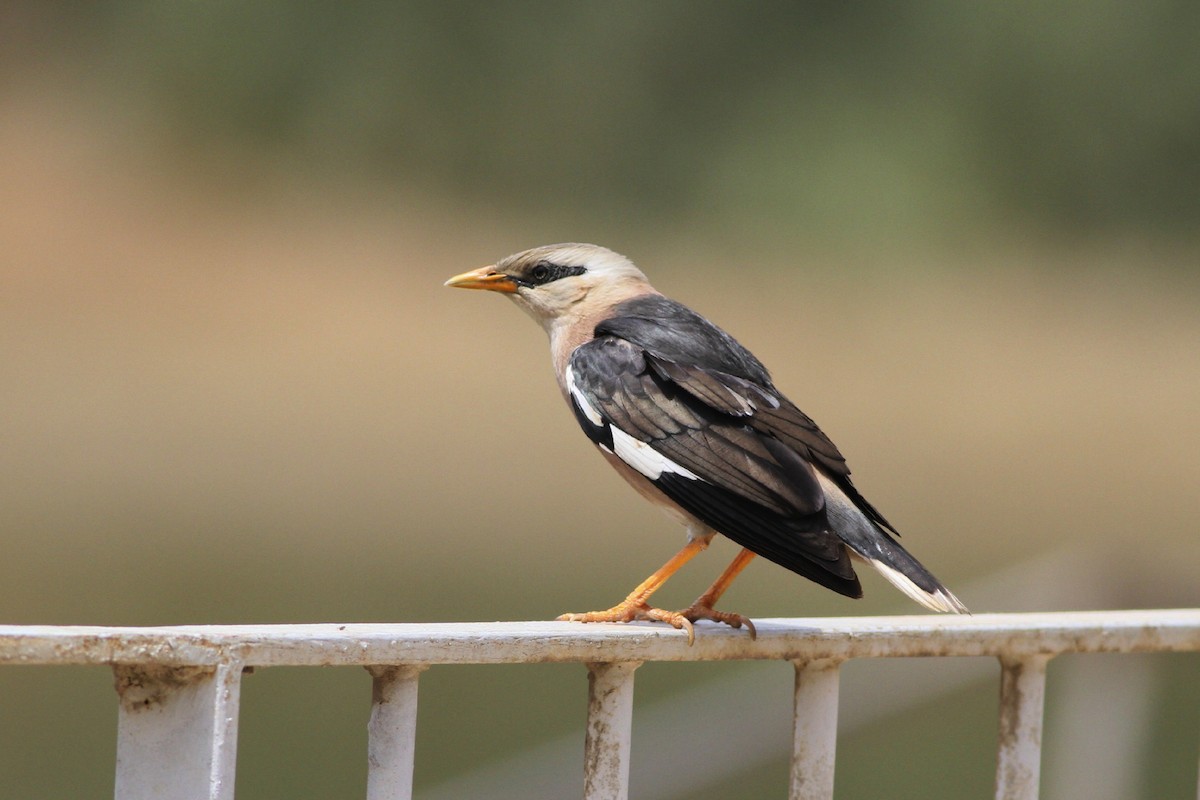 Vinous-breasted Myna - Ohad Sherer