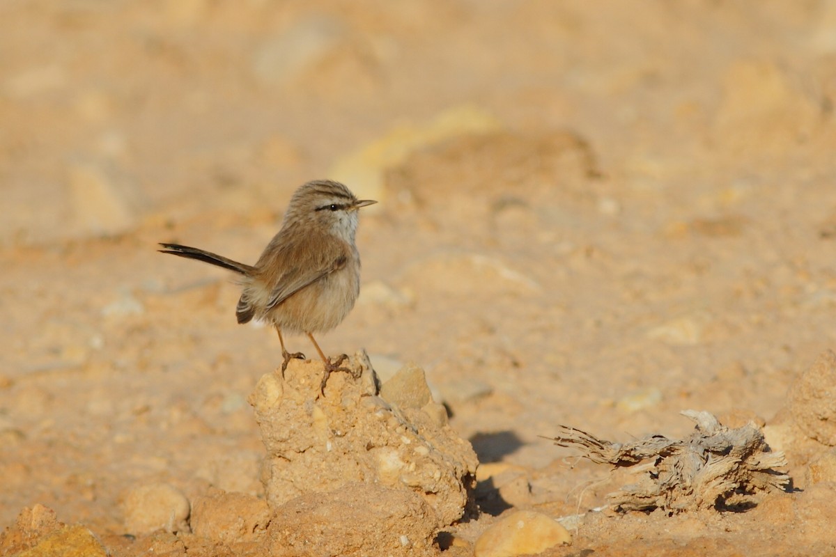 Prinia Desértica (grupo inquieta) - ML125893741