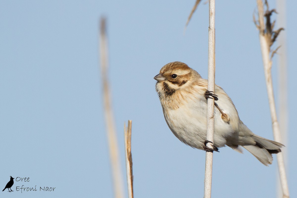 Reed Bunting - ML125894011