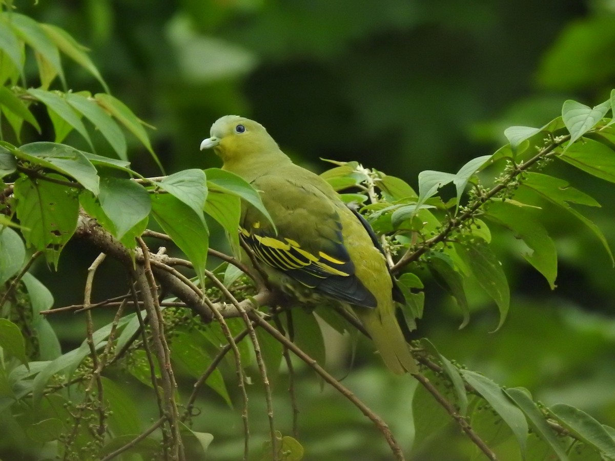 Gray-fronted Green-Pigeon - ML125894481