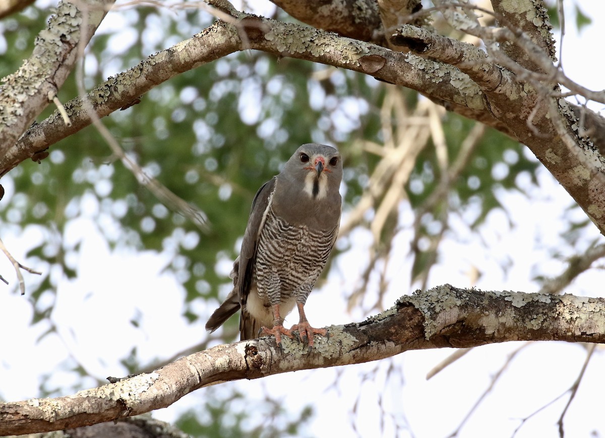 Lizard Buzzard - ML125894931