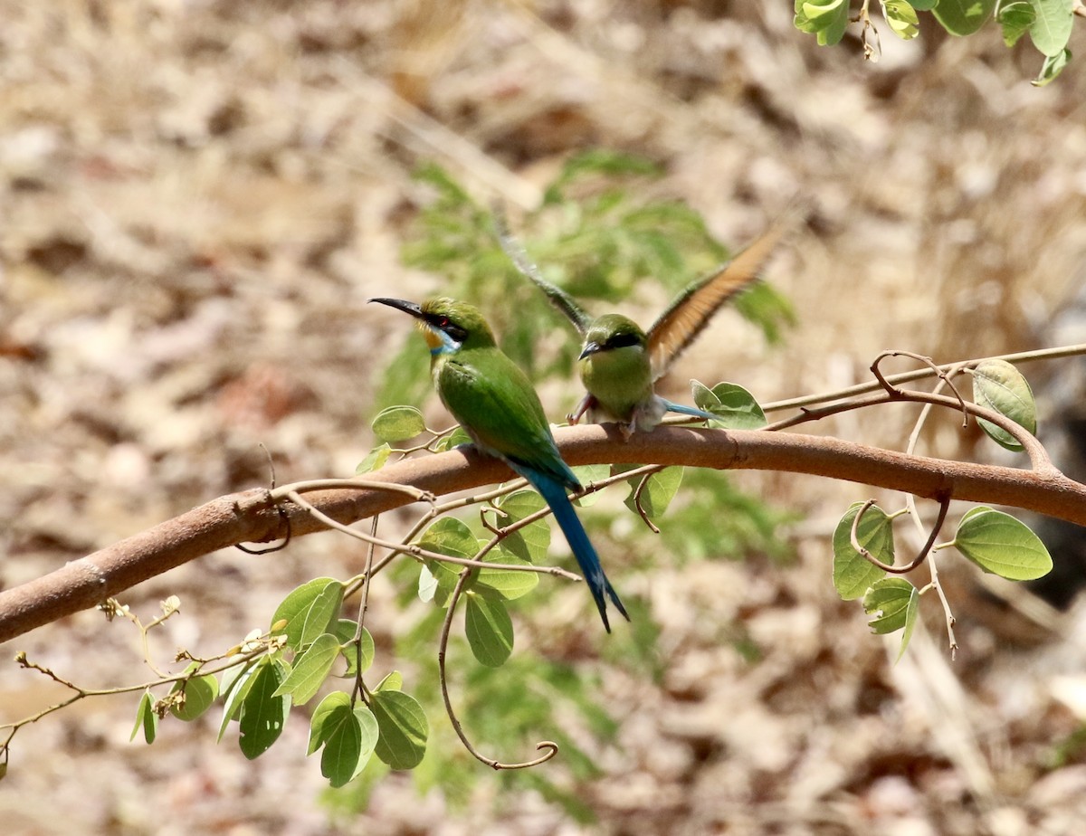 Swallow-tailed Bee-eater - ML125895061