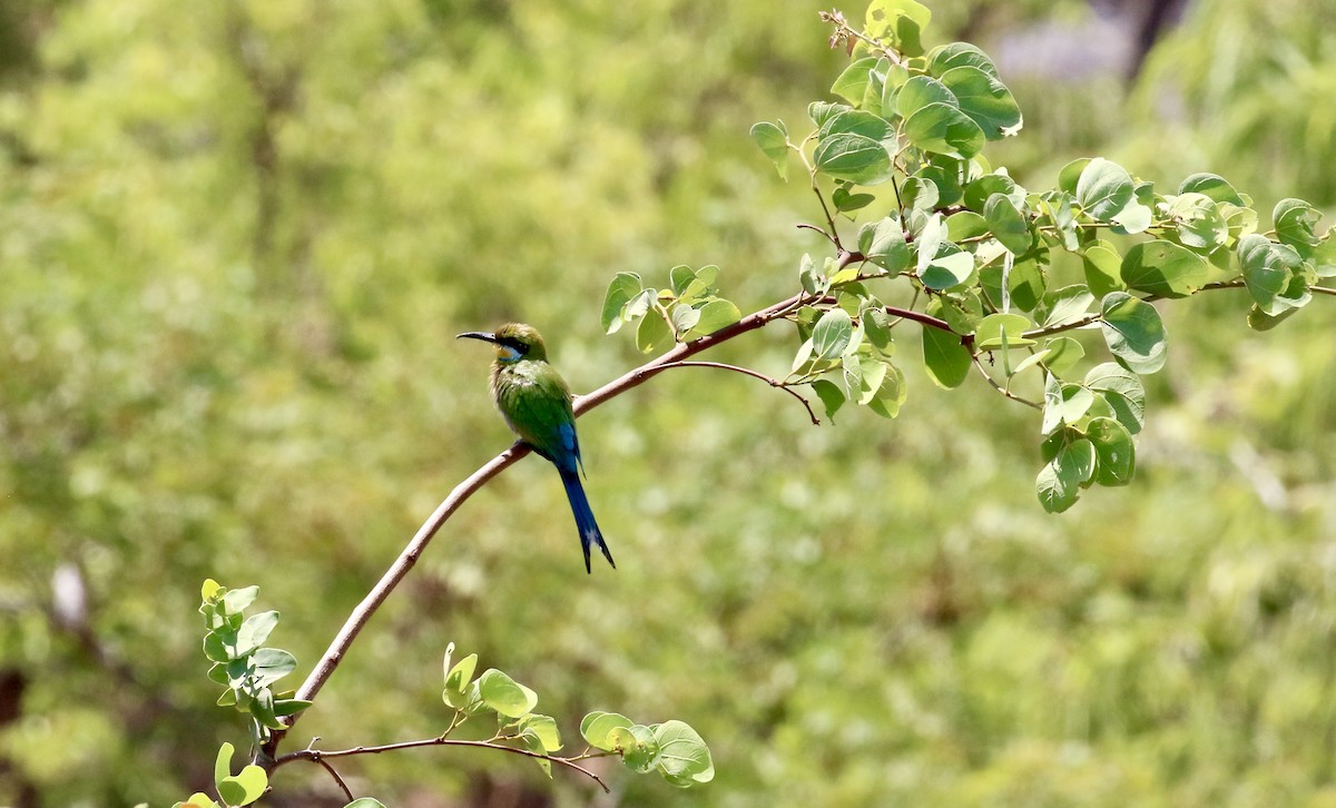 Swallow-tailed Bee-eater - ML125895071