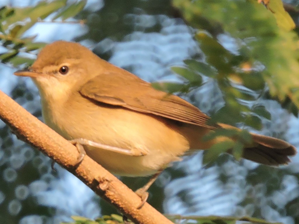 Booted Warbler - ML125895821
