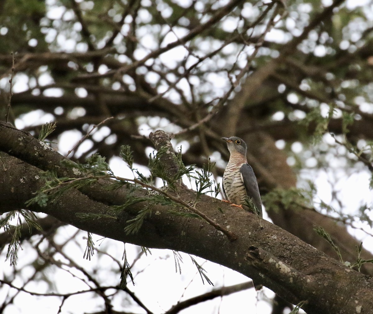 Red-chested Cuckoo - ML125896671