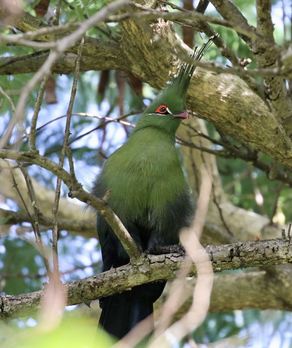 Schalow's Turaco - ML125896681