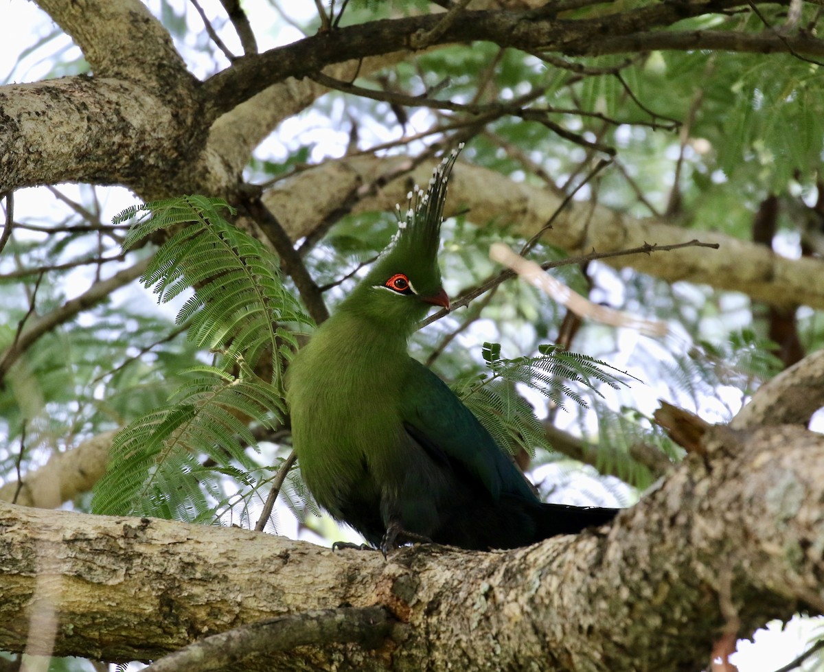 Schalow's Turaco - ML125896691