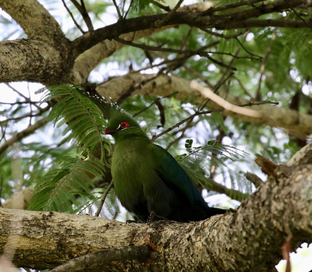 Schalow's Turaco - ML125896701