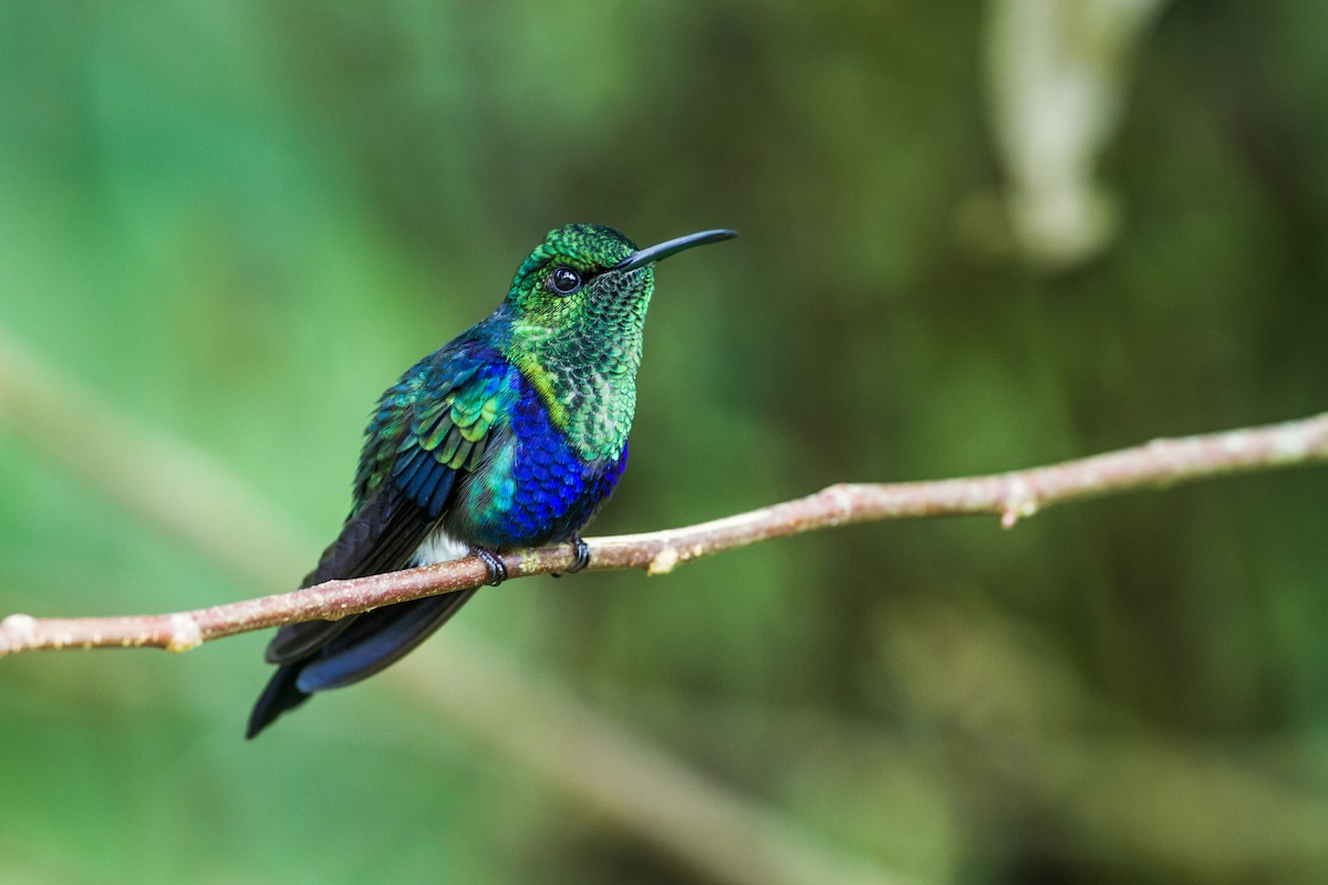 Fork-tailed Woodnymph - Nick Athanas