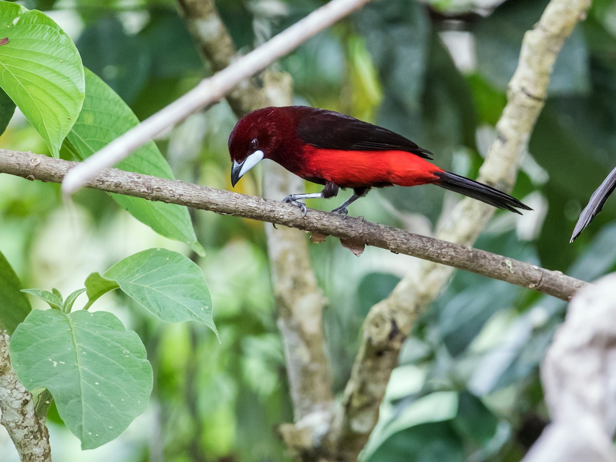 Black-bellied Tanager - Nick Athanas