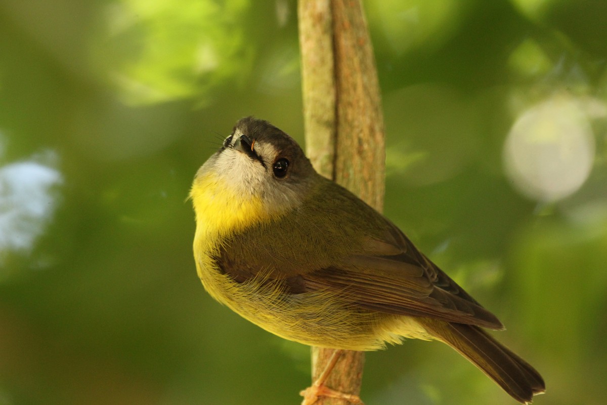 Pale-yellow Robin - Jordan  Thomson