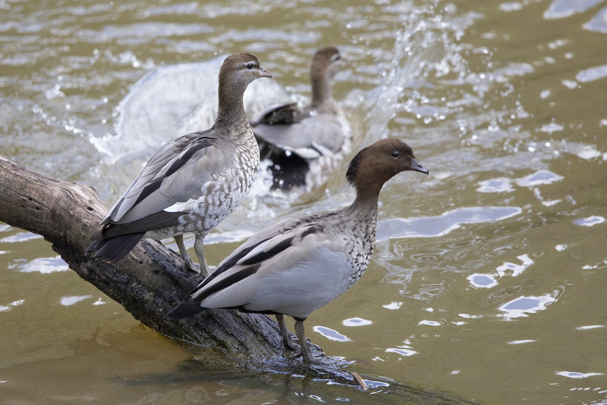 Maned Duck - ML125900961