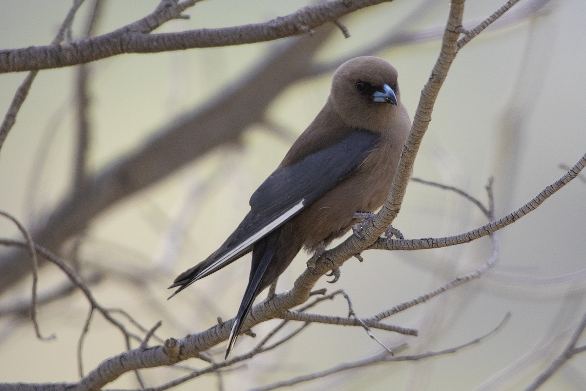 Dusky Woodswallow - ML125901261