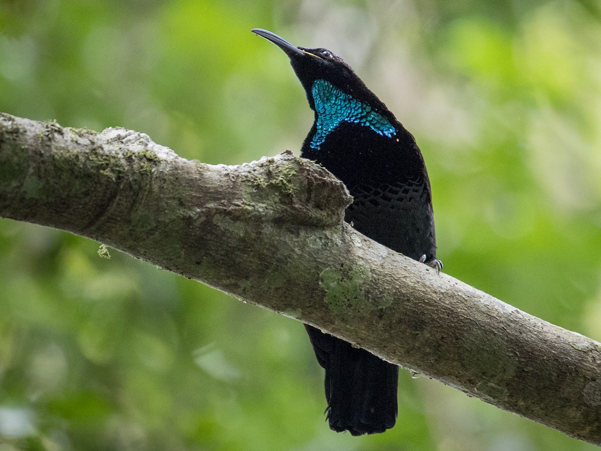 プリーツプリーズ トップス BIRD OF PARADISE アイテムのご紹介「BIRD