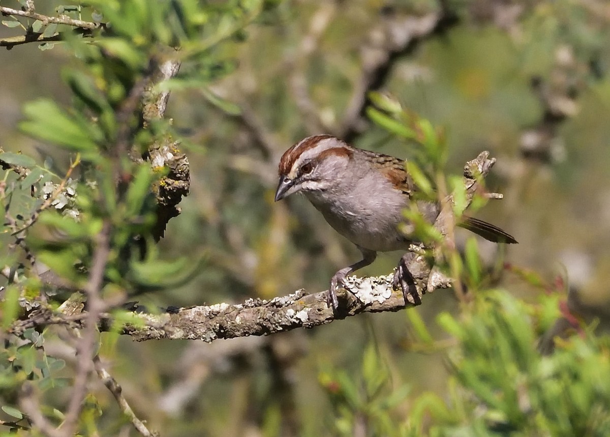 Chaco Sparrow - ML125902571