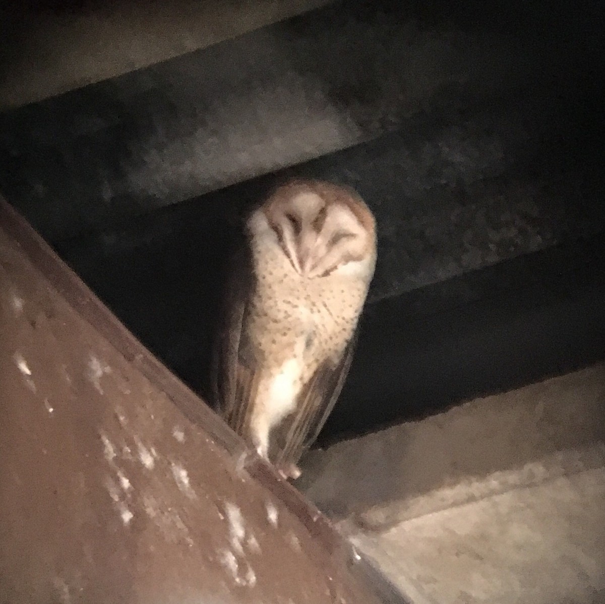 Barn Owl - ML125902601