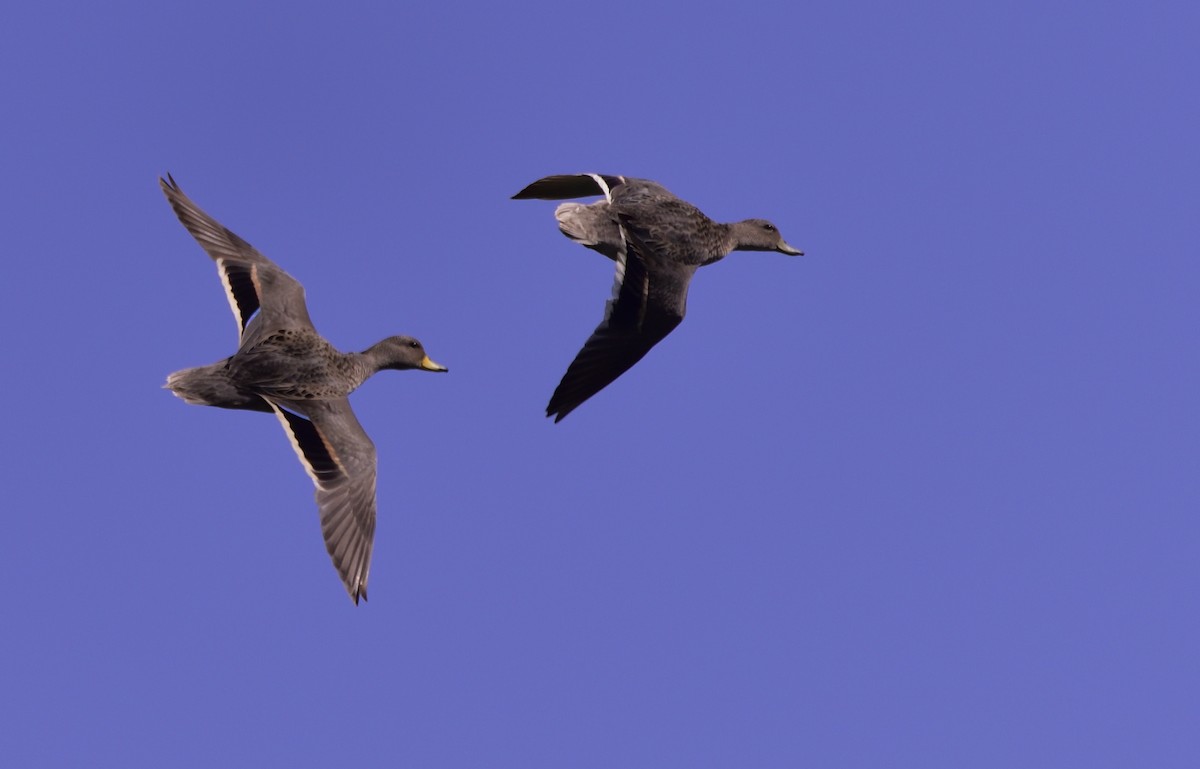 Yellow-billed Teal - ML125902631