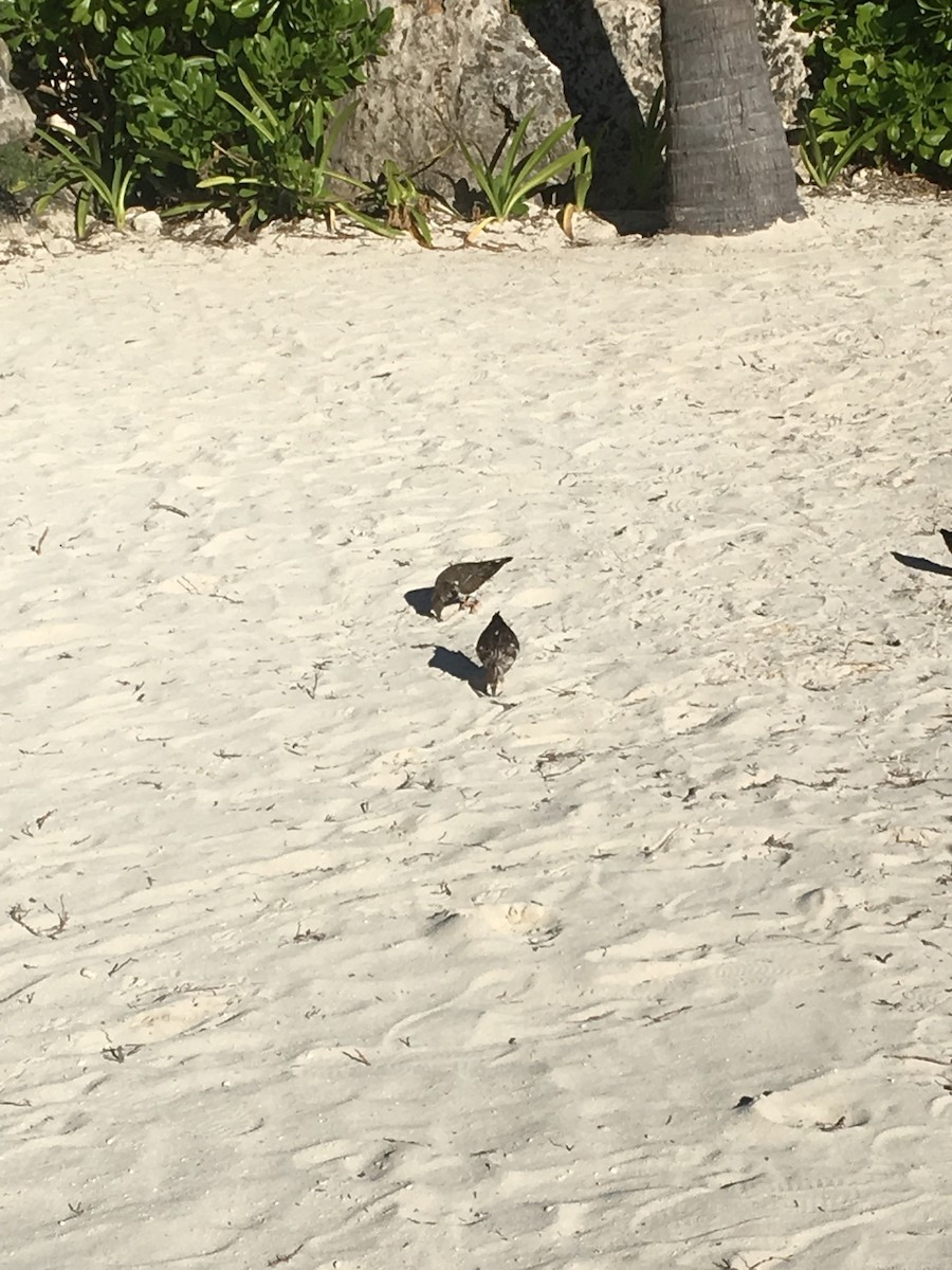 Ruddy Turnstone - Leticia Akemi Furukawa