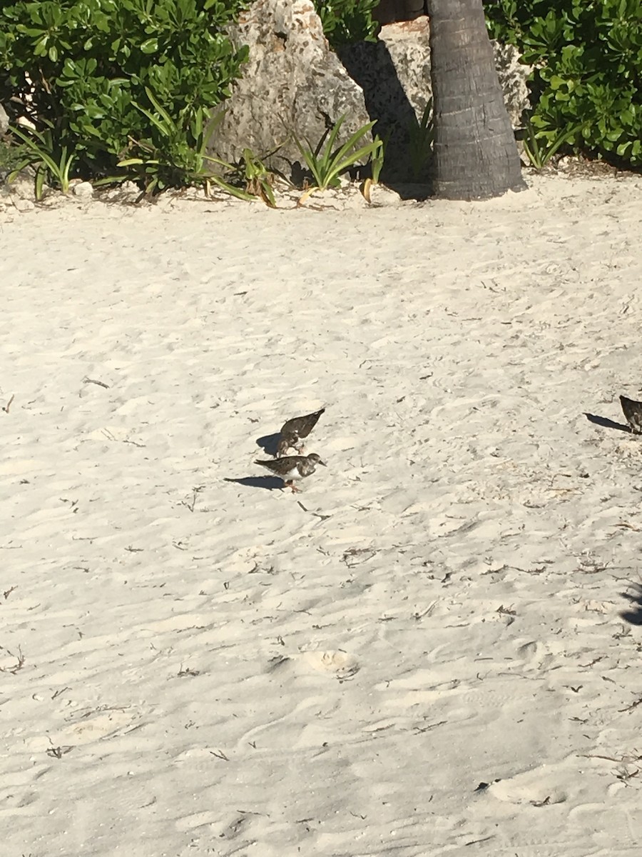 Ruddy Turnstone - ML125903591