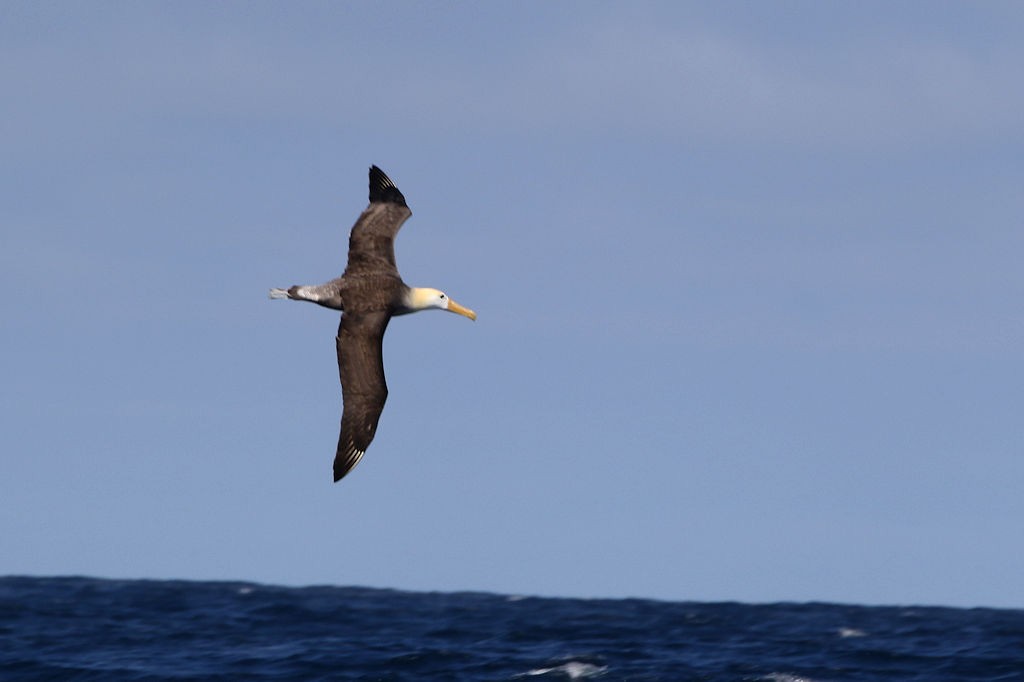 Waved Albatross - ML125904841