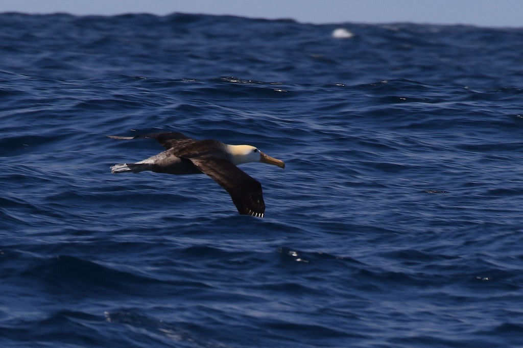 Waved Albatross - ML125904851