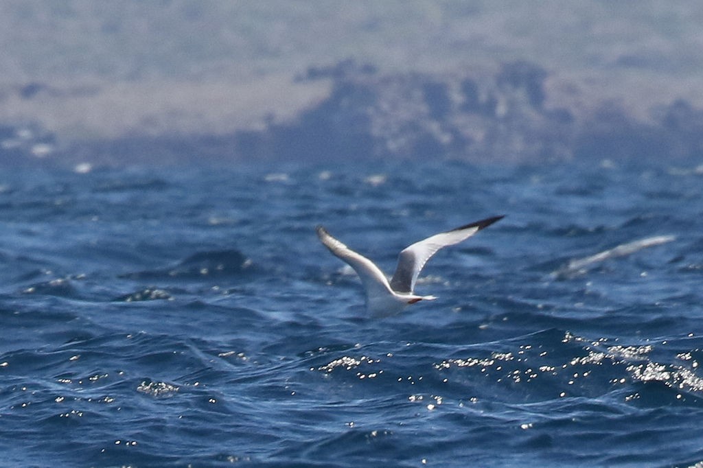 Swallow-tailed Gull - ML125904921