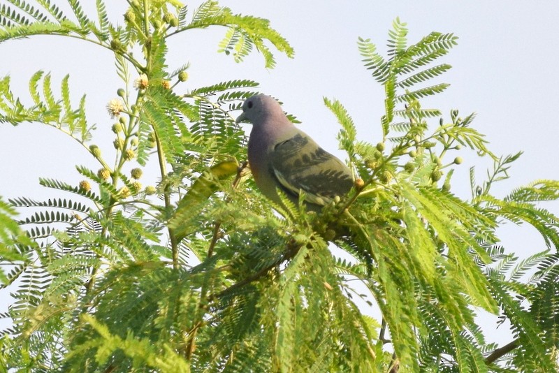 Pembe Boyunlu Yeşil Güvercin - ML125904961