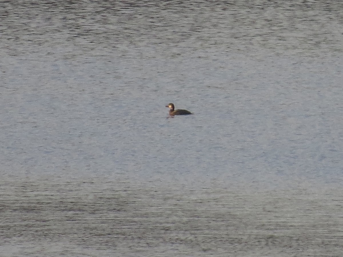 Black Scoter - ML125905211