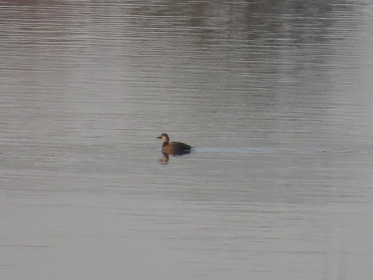 Black Scoter - ML125905221