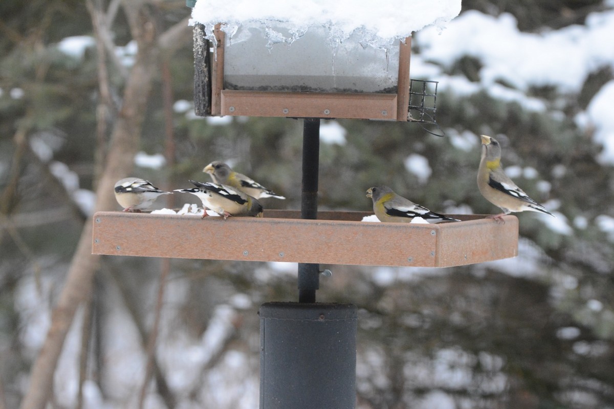Evening Grosbeak - ML125906841