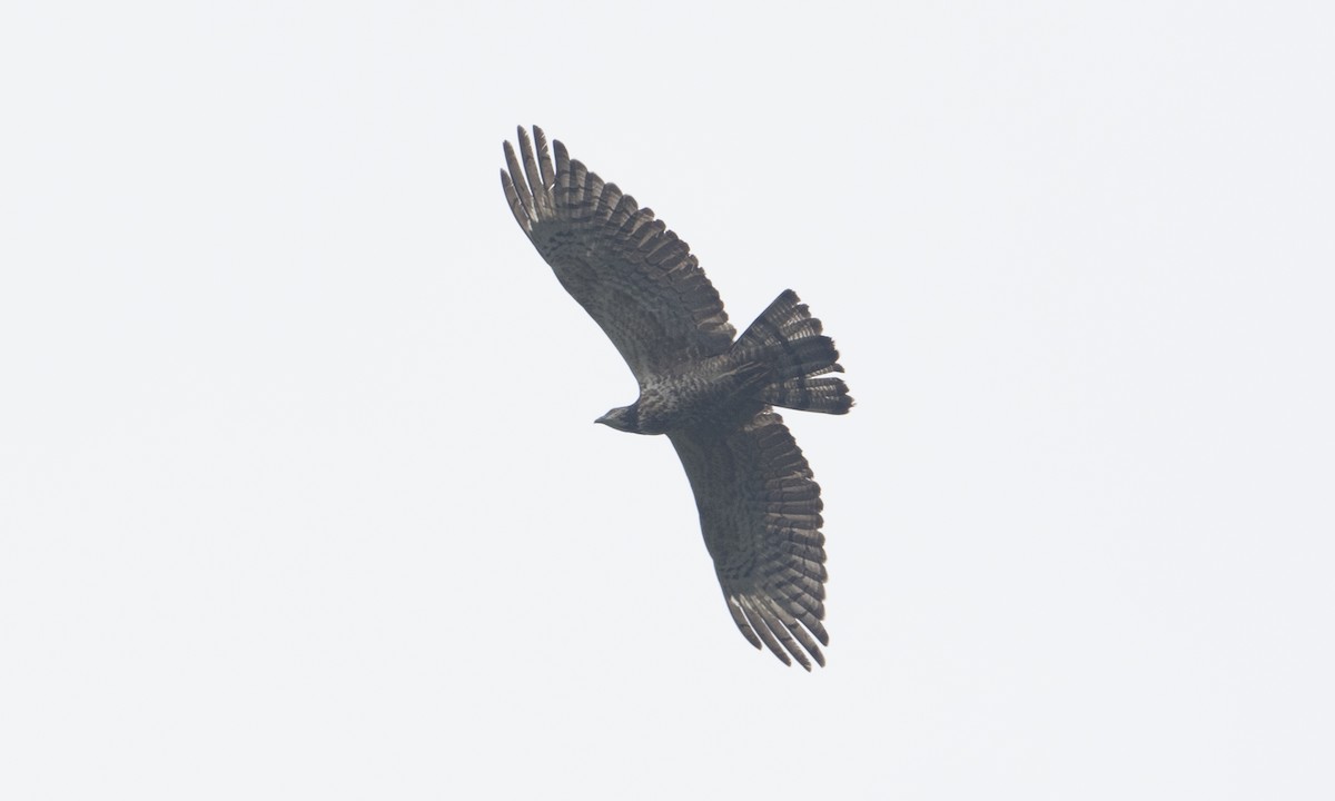 Oriental Honey-buzzard (Northern) - ML125907951